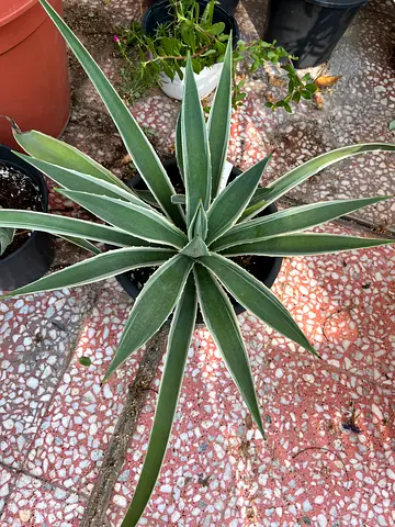 Healthy Agave Plant for Sale