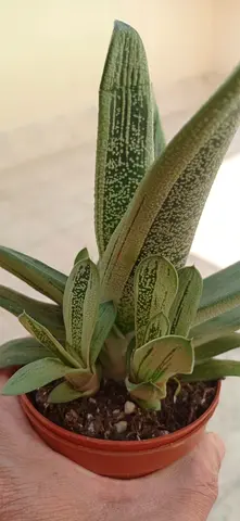 Gasteria succulent