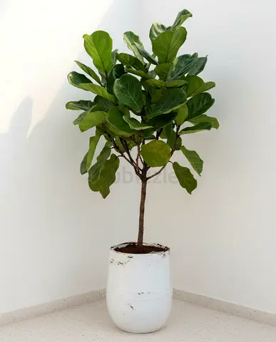 Fiddle Fig - Fiber Pot -overall 1.8 mtr - 2.0 mtr