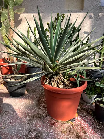 Elegant Potted Agave Plant for Your Home