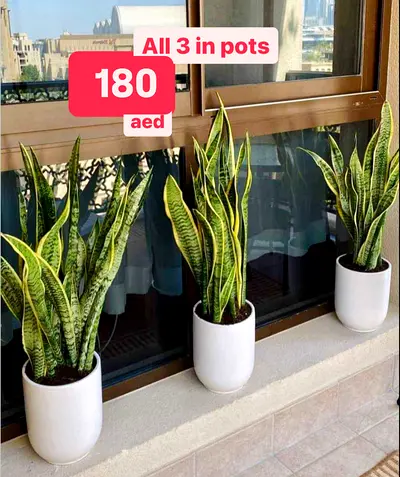 Set of 3 Potted Snake Plants for Sale