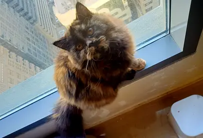 Cute Tortie Cat Looking for a New Home
