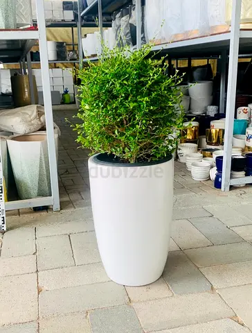 POTTED Ehretia Ball in CERAMIC Pot  - Ehretia Microphylla| Shaped Outdoor Plants |  overall 90cm / S