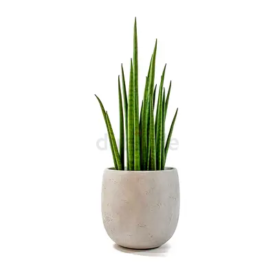 Stylish Indoor Plant with Fiber Pot