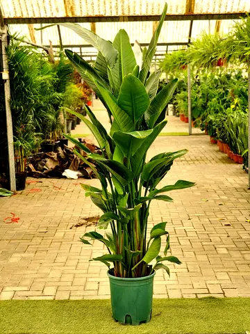 Bird Of Paradise XXL (160-170cm) (Holland) sterilitzia