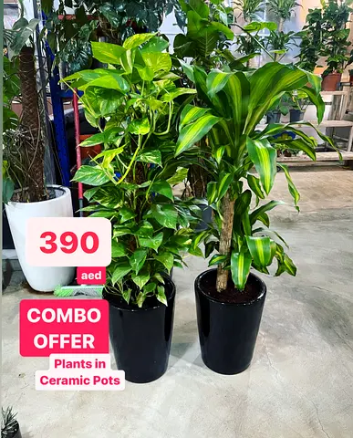2pcs Potted Money plant(Large)  Dracaena Massangena in CERAMIC Pot