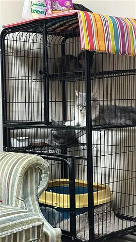 Persian ,British Cat