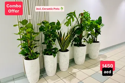 Office Plants Bundle 5 plants in Ceramic Pots