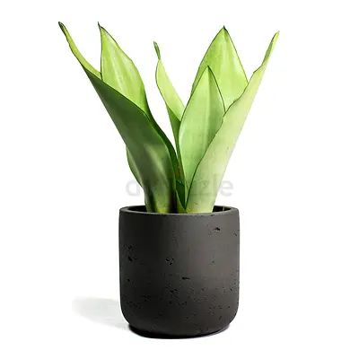 Sansevieria Trifasciata Moonshine in ceramic Pot- Snake Plant