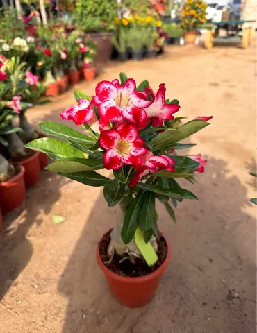 Beautiful Desert Rose Plant in Pot