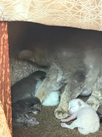 Cute Kittens Looking for a Loving Home, Born today 16/03/2026