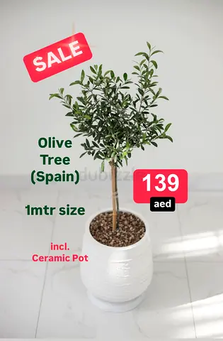 Olive Tree in Ceramic Pot - 1m Size
