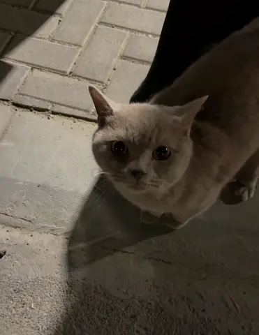 Lost domestic cat in Tilal City Sharjah