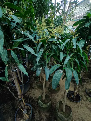 Mango Tree Plant