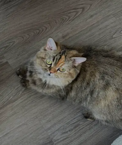 Beautiful Tabby Cat Looking for a Loving Home