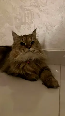Cute Persian Cat Available for Adoption