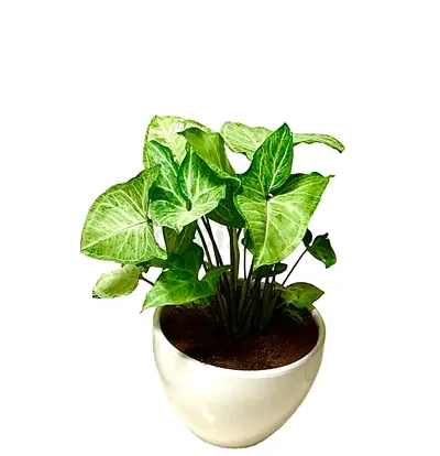 Syngonium podophyllum 30cm-35cm