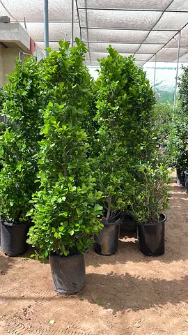 Ficus Panda Cone shape 2mtr - 2.2mtr/ Ficus Diversifolia