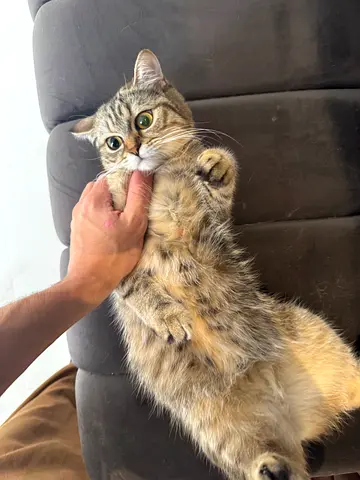 British short hair for free adoption (vaccine passport microchip included)