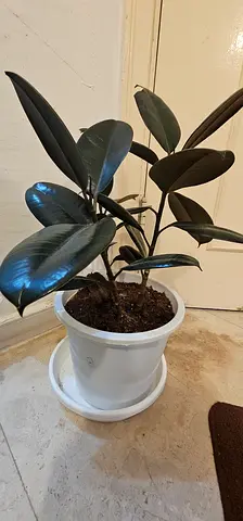 Rubber plant