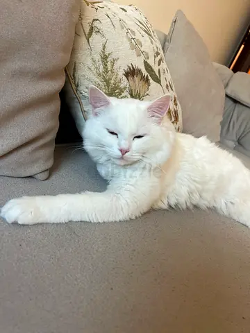 Beautiful White Cat for Adoption