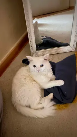 قط ذكر للتبني ( مجاني)