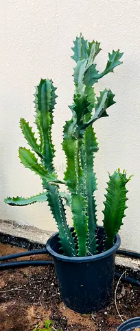 Stylish Cactus Plant in Pot