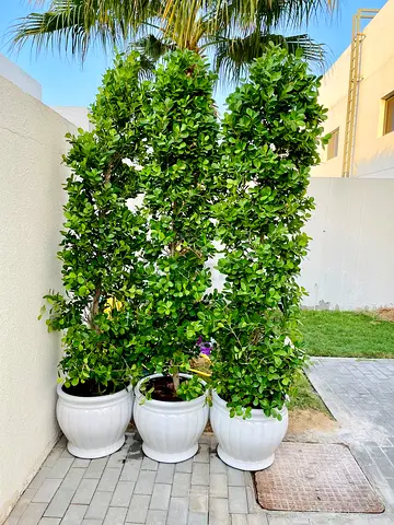 3pcs POTTED Ficus Panda 2.5mtr in Ceramic Pots