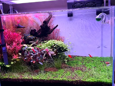Beautiful Planted Aquarium Setup