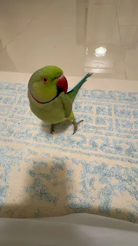 Beautiful Green Parrot for Adoption