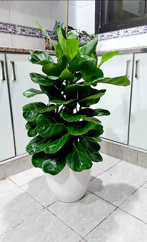 Fiddle Leaf - 3PP - 1mtr - 1mtr Ficus Lyrata in CERAMIC POT