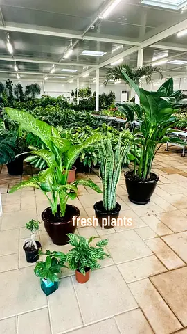Indoor Plants Collection