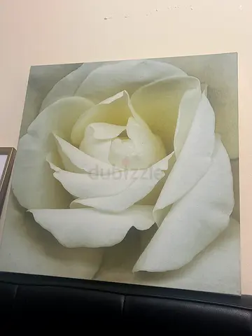 White Rose Painting For 5 dhs