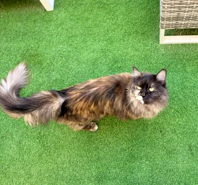 For Adoption! Five years old female cat spayed chipped still likes to play