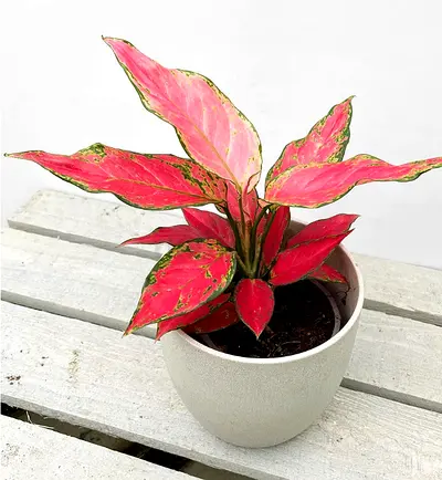 Aglaonema Red 20cm-30cm in CERAMIC POT