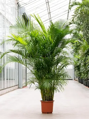 Areca Palm XL 2mtr-2.2mtr indoor plant