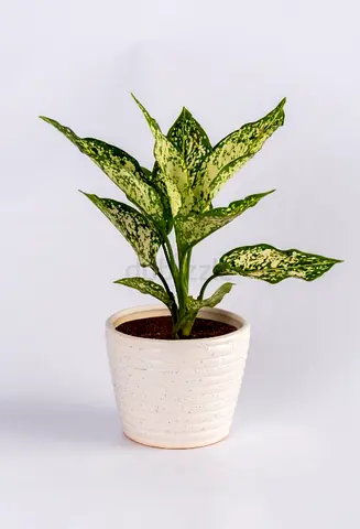Aglaonema snow white 20-30cm/CERAMIC POT