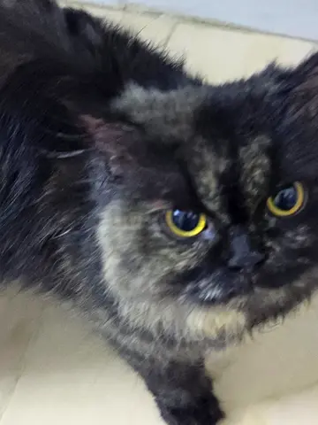 Free Adoption || Loving Cat is up for Free Adoption