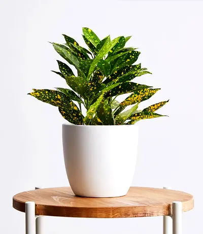Croton gold star 30cm-40cm/CERAMIC pot, Codiaeum Variegated Gold Dust