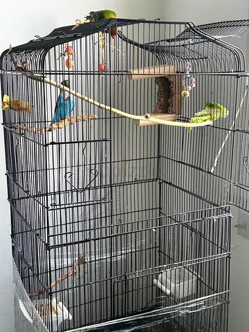 Cage big for love birds