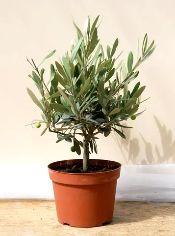 Fresh Olive Plant HOLLAND indoor 30cm-35cm