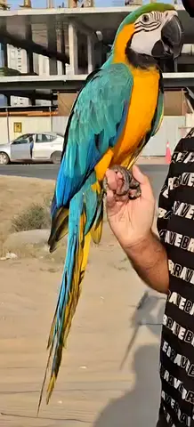 Lost B G Macaw