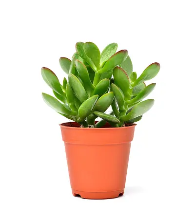Jade plant 10cm-25cm
