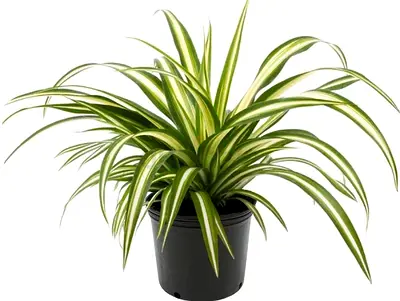 Spider plant (plastic pot) 30cm