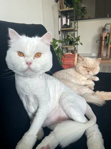 Foster Home Needed for Two Sweet Cats