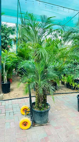 Beautiful Potted Palm Tree for Home and Garden