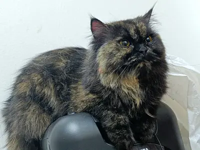 Kitten is up for free adoption