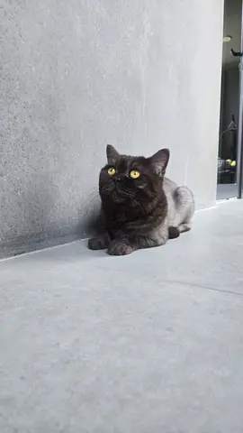 British Shorthair Cat