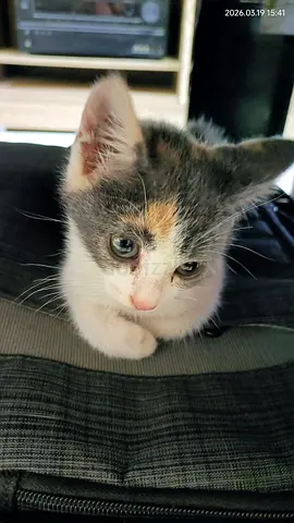 Cute Kitten Available for Adoption