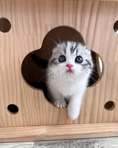 Pedigree Scottish Fold Kitten, Health Checked  Vaccinated